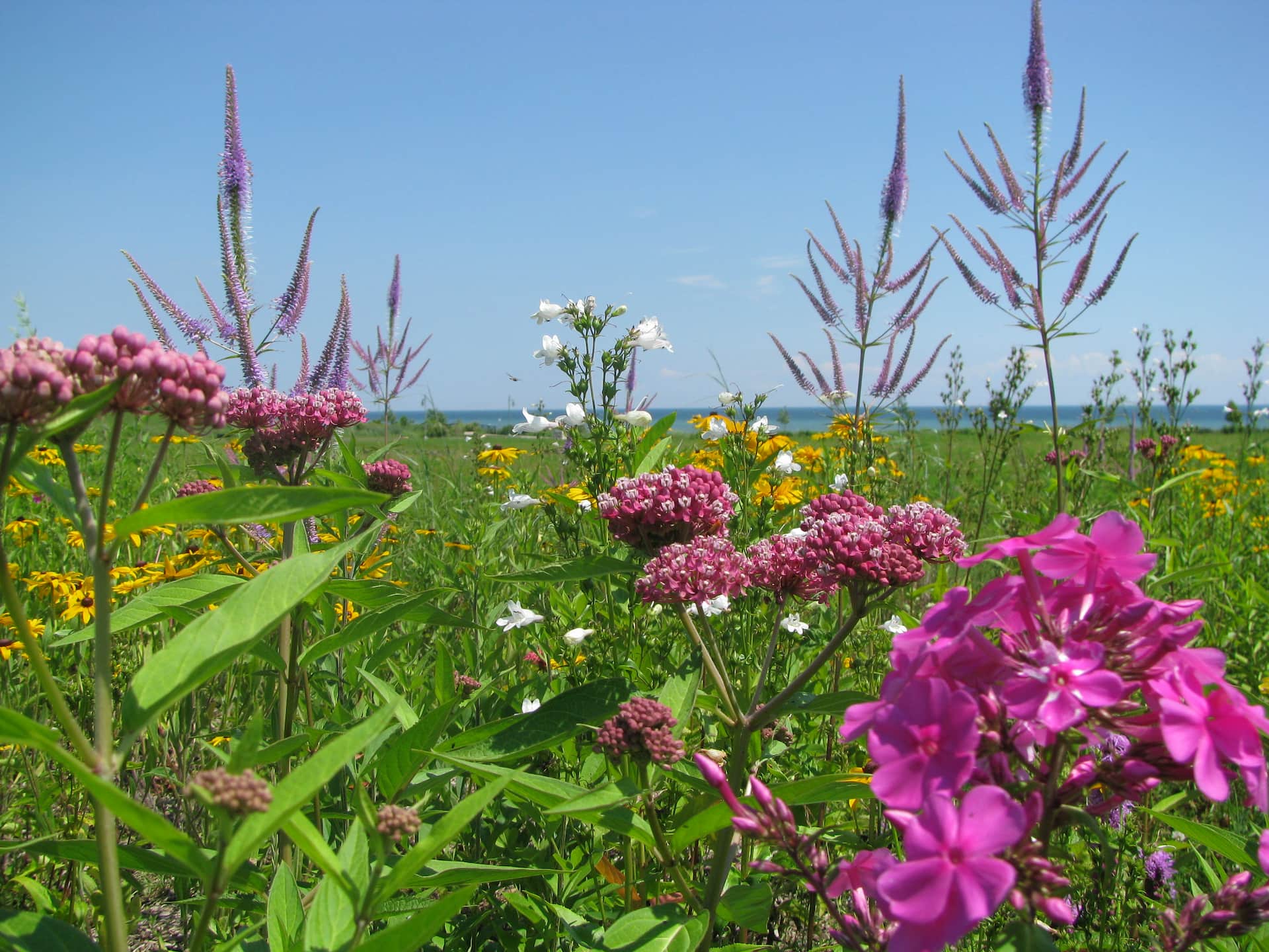 Wildflowers in bloom, including pink, white, and yellow blossoms, in a sunlit meadow under a clear blue sky.