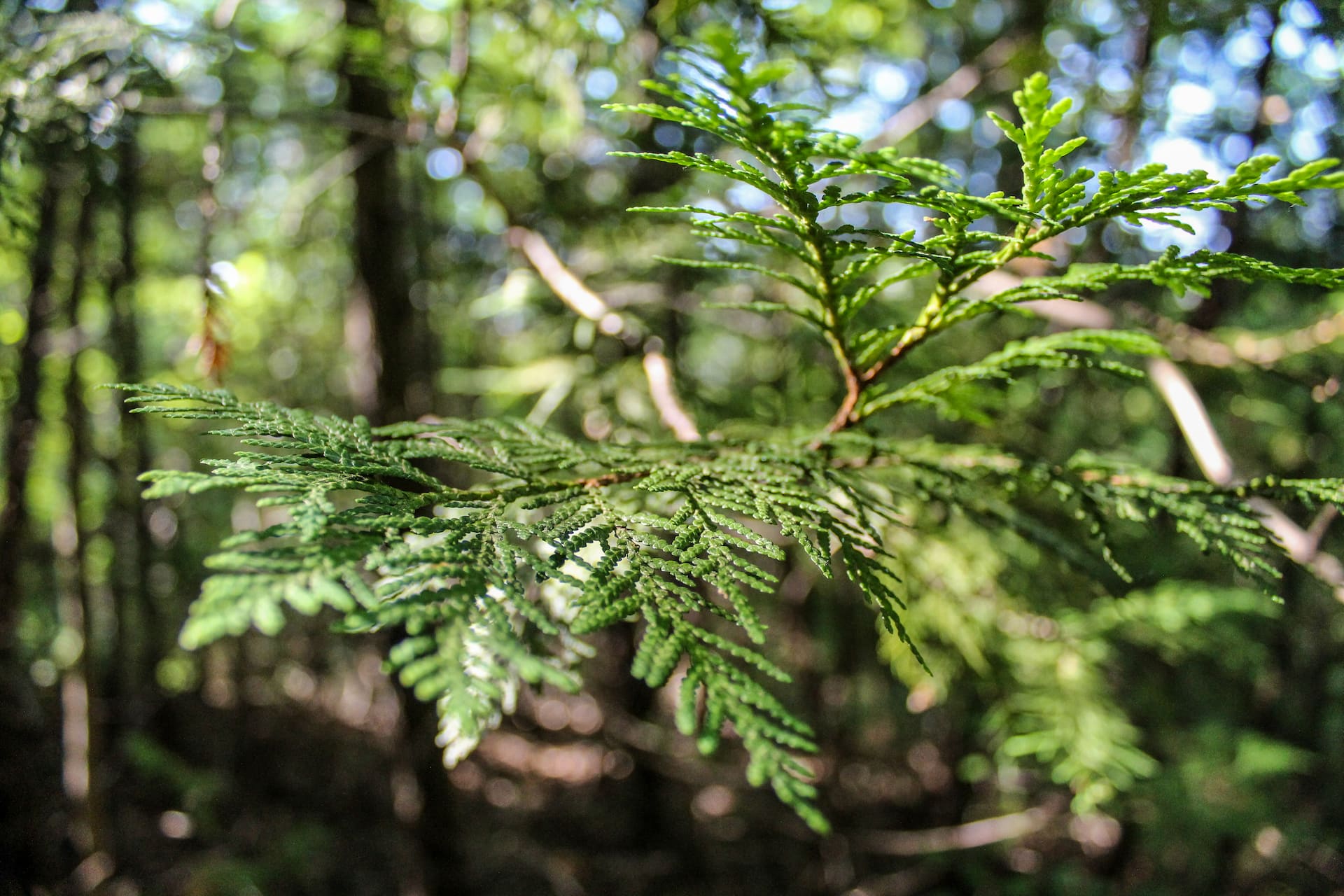 Close-up of a green conifer tree branch in focus, with a blurred forest background and sunlight filtering through.