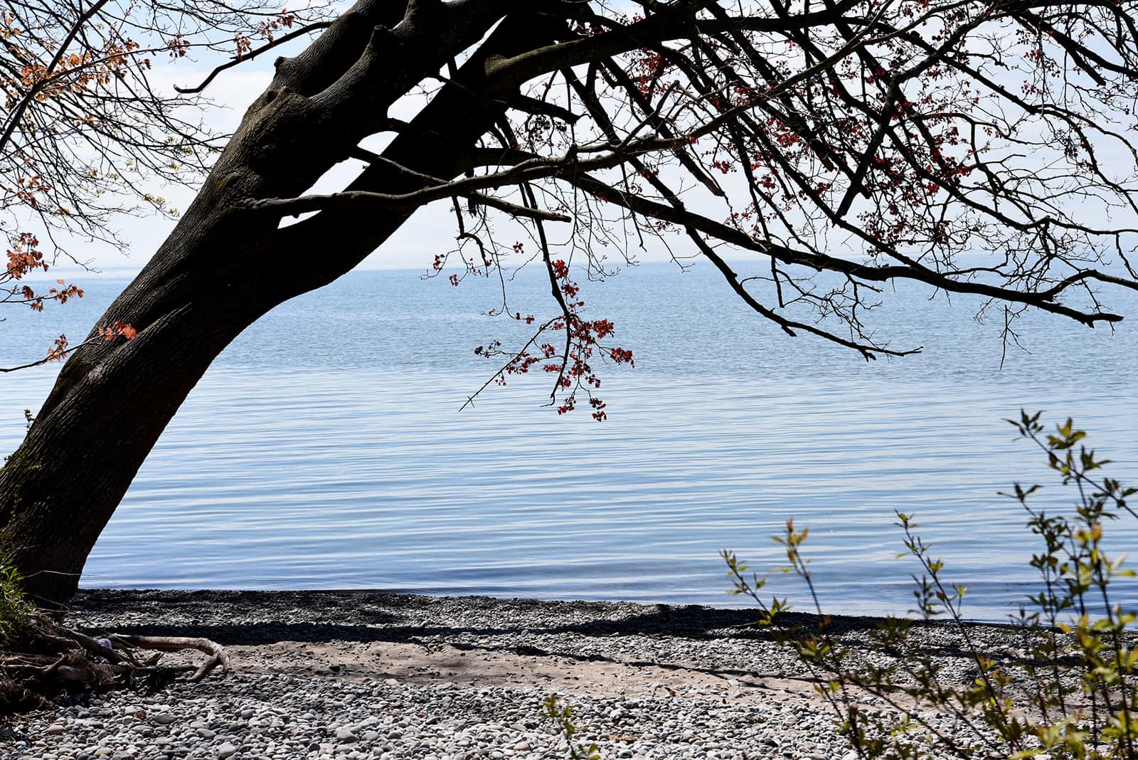 A tree with sparse leaves leans over a rocky shore, with calm water and a clear sky in the background.