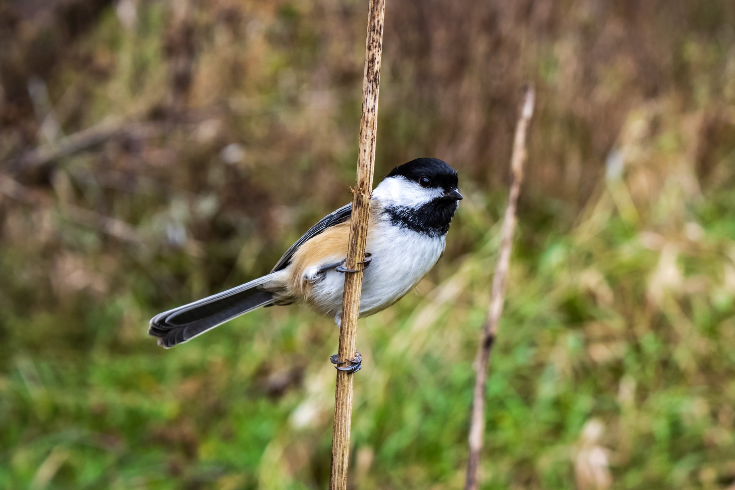 A small black-capped chickadee perched on a thin vertical branch with a blurred grassy background.