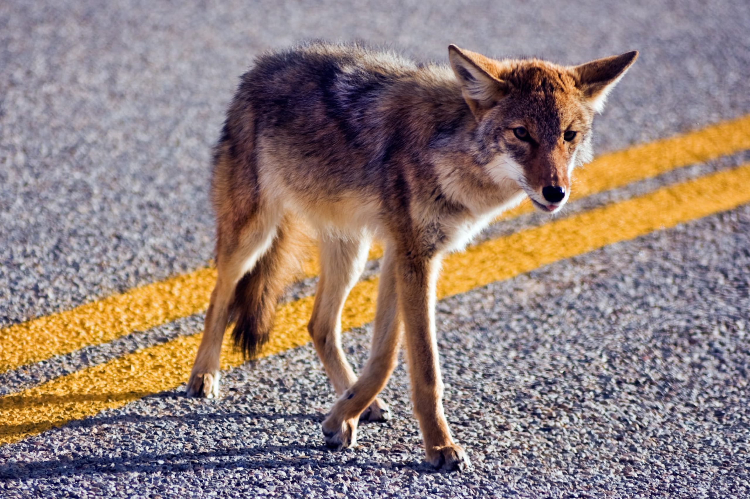 A coyote walks across a tarmac road, illuminated by sunlight with a yellow traffic line visible.