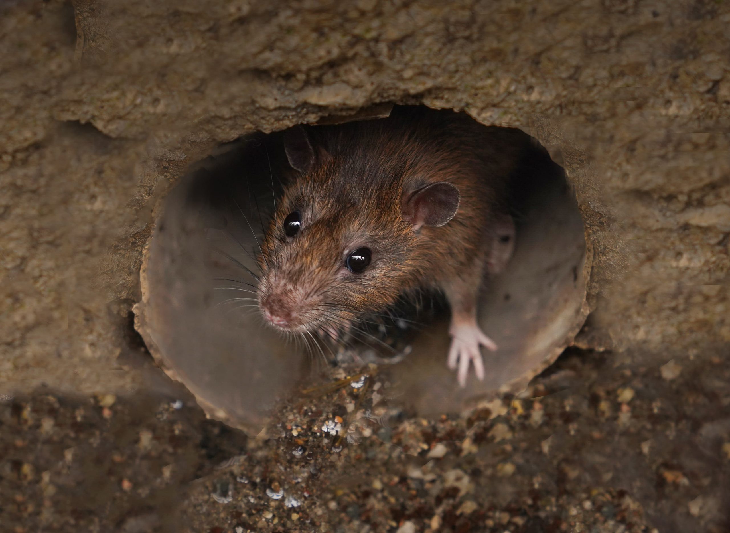 A brown rat peeps out from a circular hole in a earth wall, with its front paws visible.