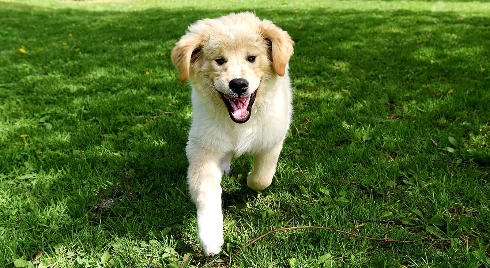 A fluffy puppy with light fur walks towards the camera on a green grassy lawn.