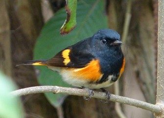 A small bird with black, orange, and white feathers perches on a branch with green leaves in the background.