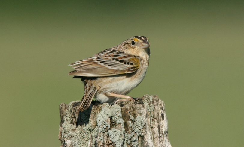 A small brown sparrow-like bird perches on a weathered tree stump against a blurred green background.