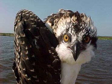 Close-up of an osprey standing near water, looking directly at the camera with one wing raised.
