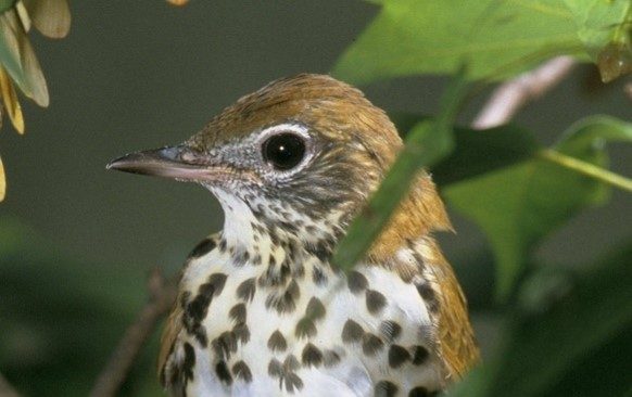 A brown and white bird with spotted chest perches on a branch among green leaves.