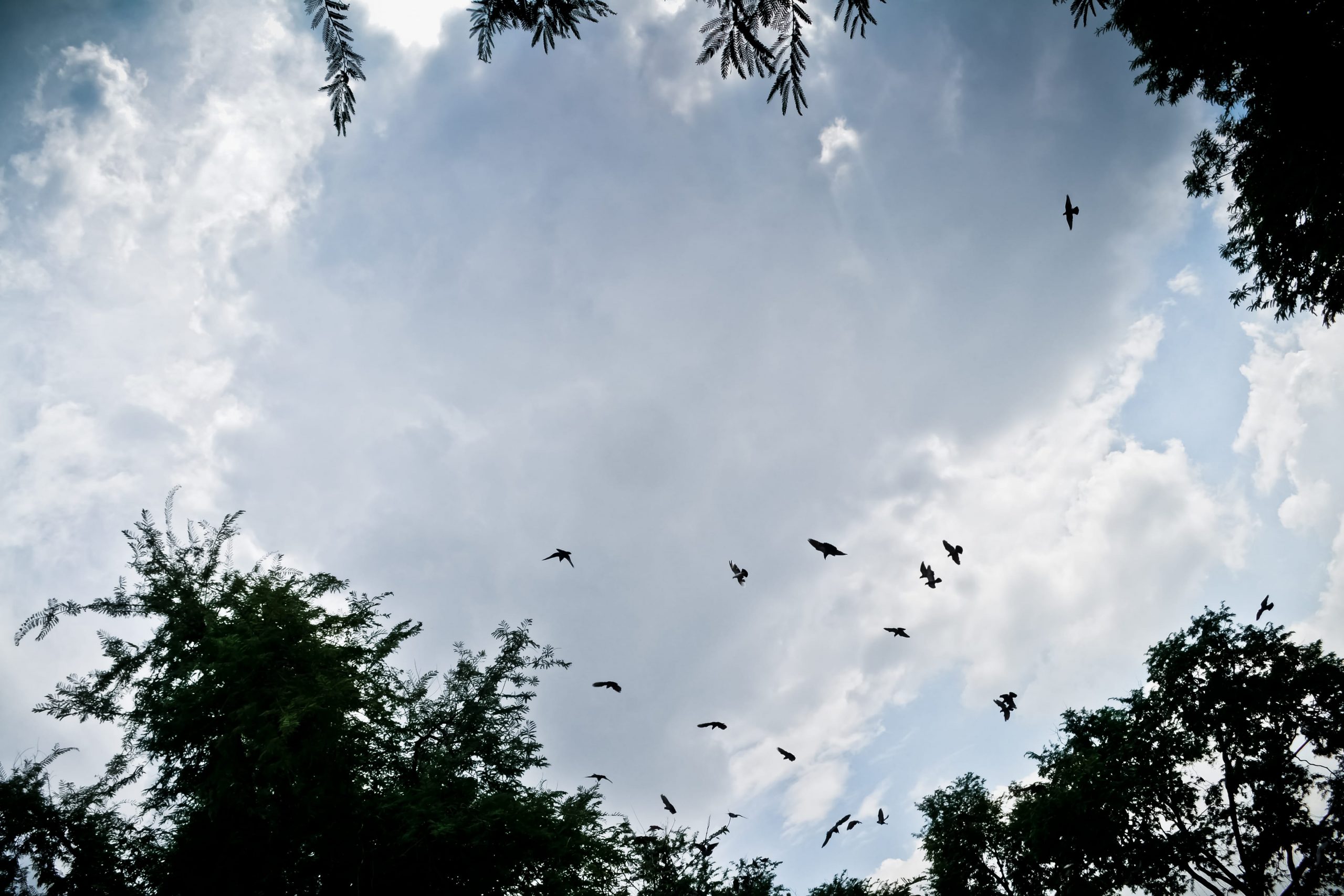 Birds flying in a cloudy sky above tree tops, with branches framing the edges of the image.